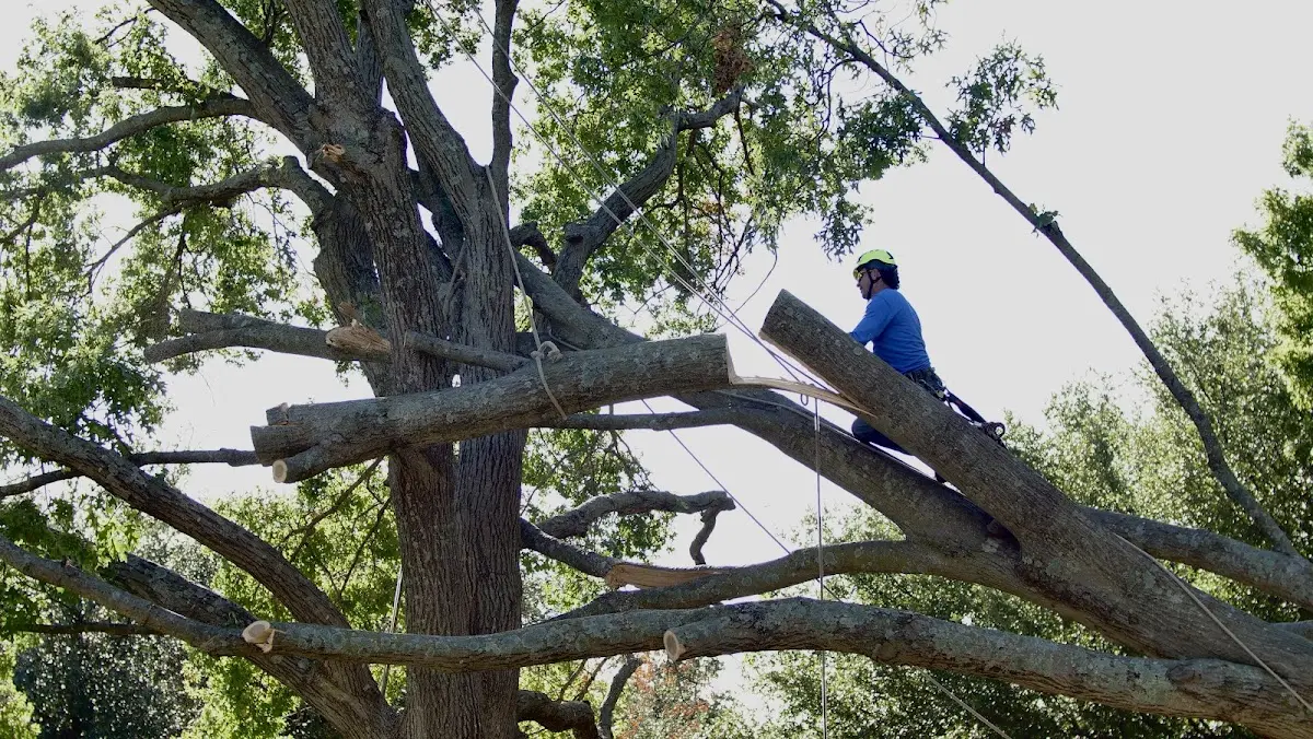 Professional Crown Thinning performed by certified arborists in Pageland
