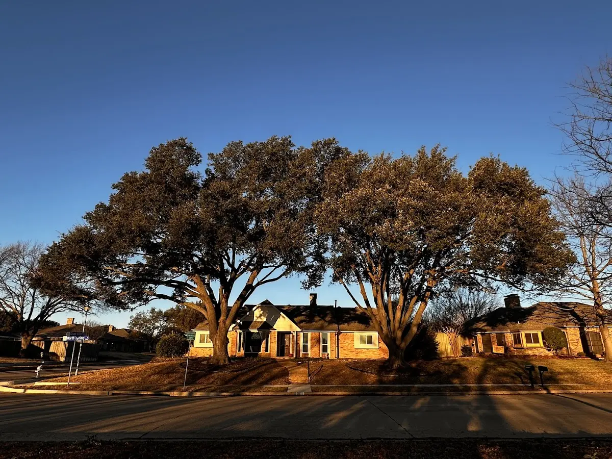 Established residential canopy tree shading a home in Pageland